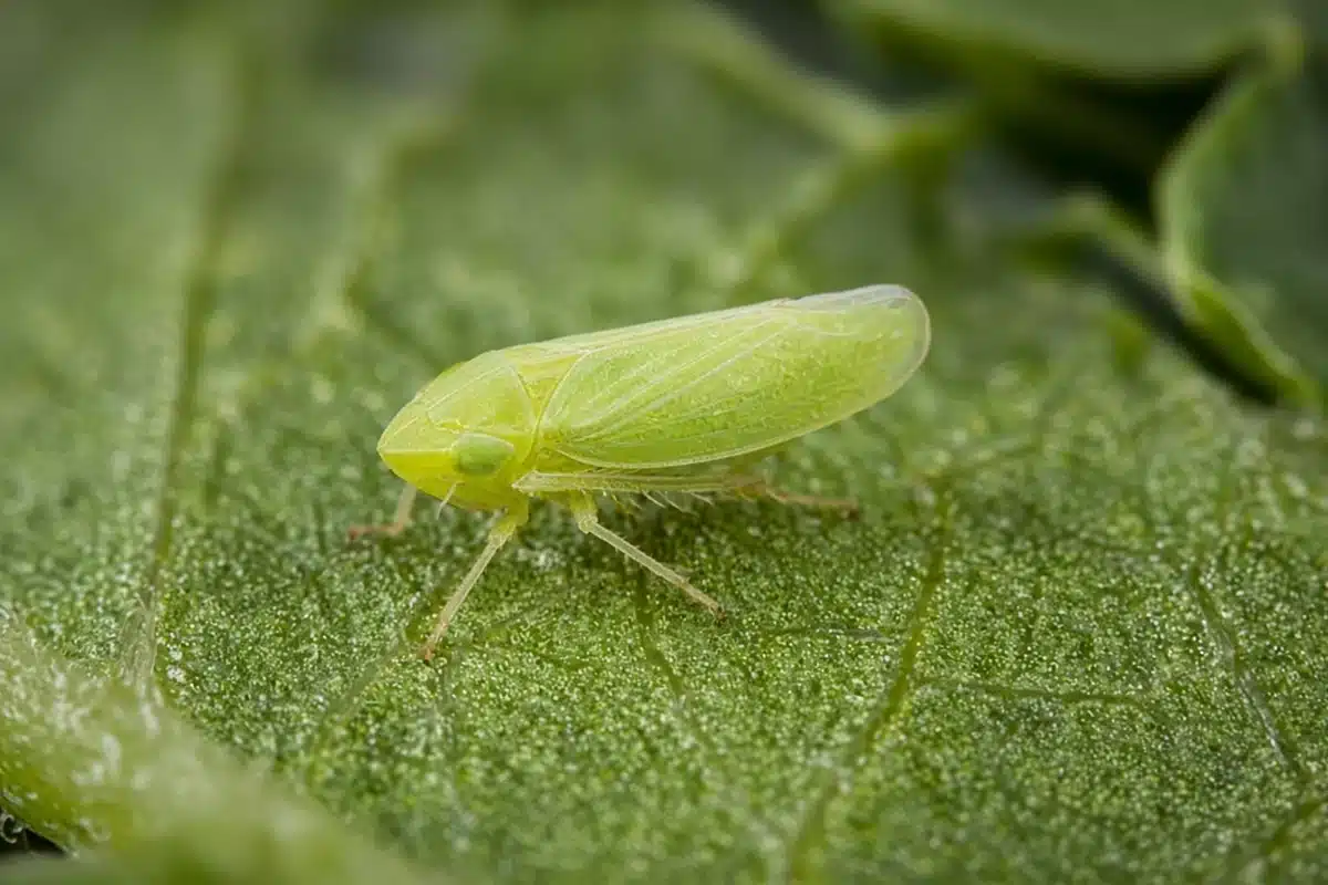 Tiny pale green beet leafhopper with a plain unmarked head on the underside of a leaf