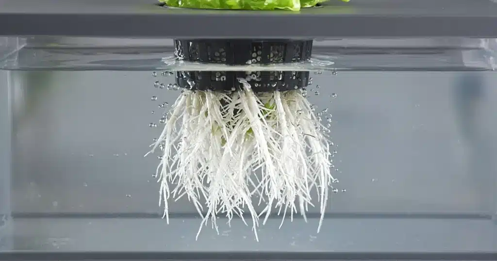Healthy white roots hanging in a hydroponic reservoir