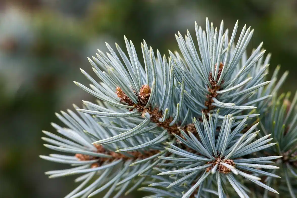 Blue spruce needles with a silvery coating