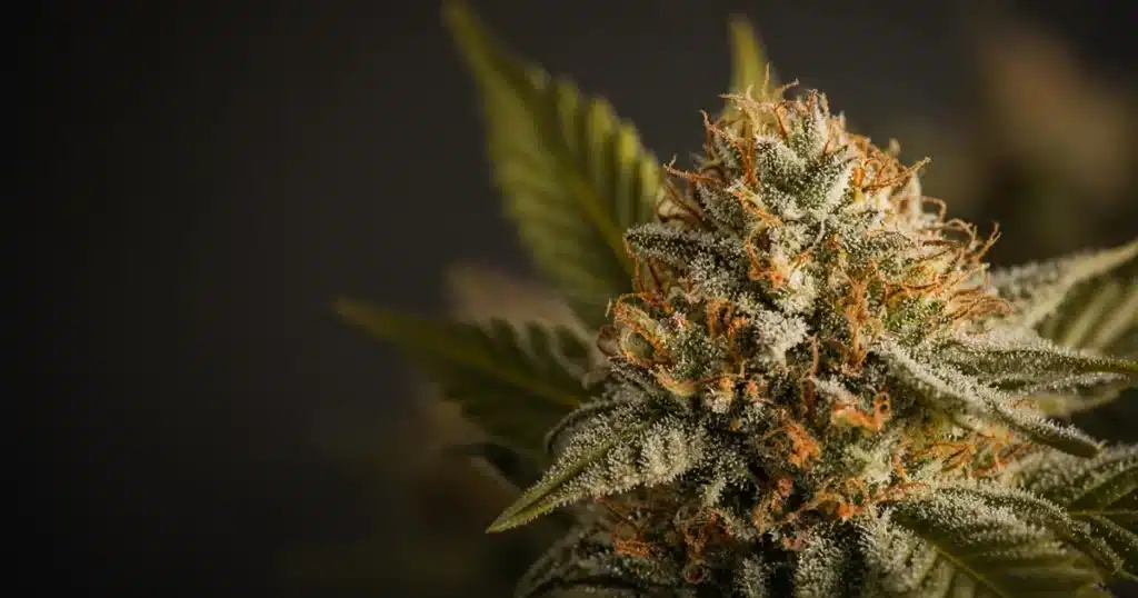 Frosty cannabis bud covered in trichomes under warm light