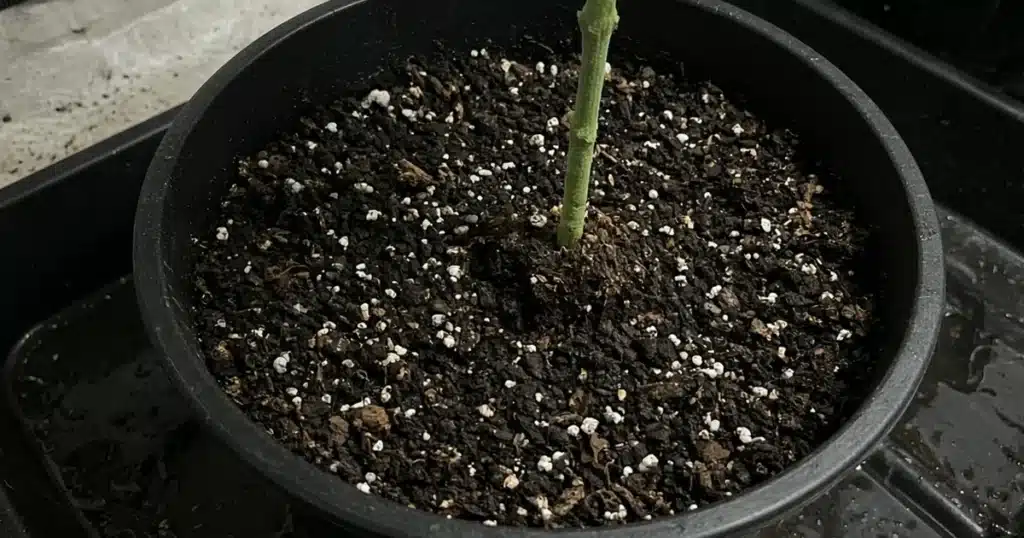 Cannabis pot standing in a water tray in a grow tent