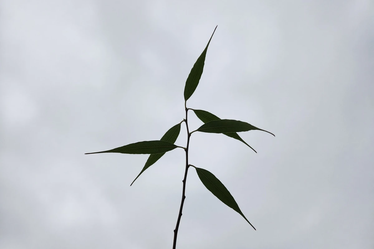 Branch of leaves with acuminate tips