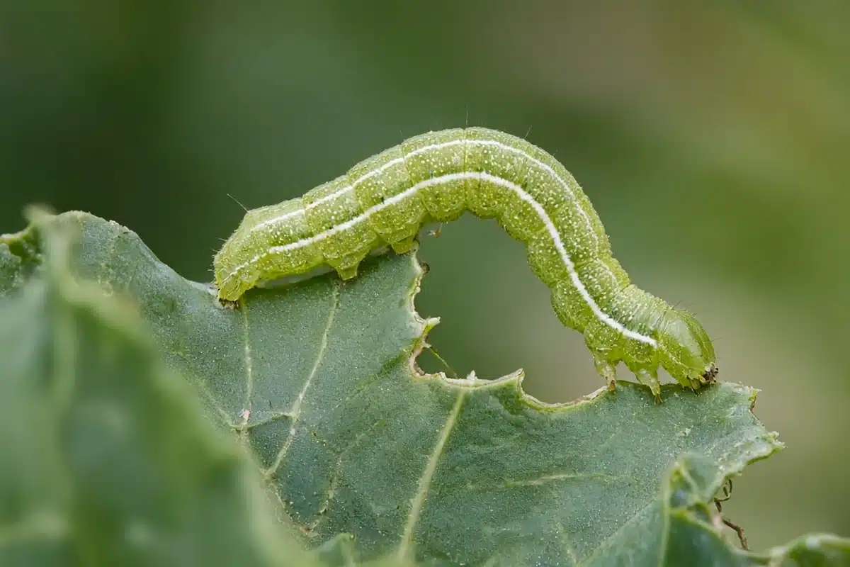 Pale green cabbage looper larva with a white stripe along each side humping its body into a loop as it crawls