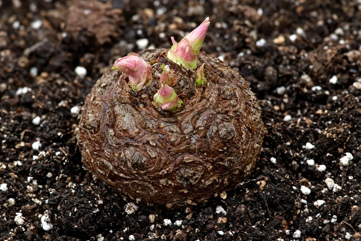 Caladium tuber with small shoots