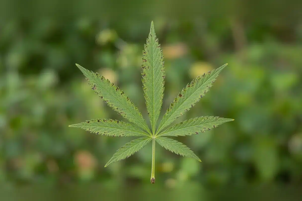 Cannabis leaf with calcium deficiency spots near the edges