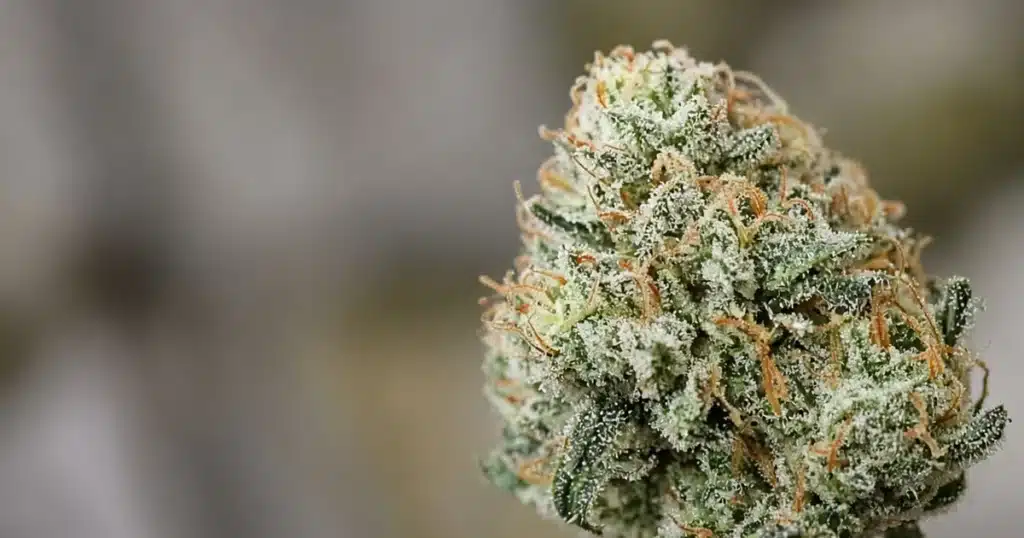 Close view of a cannabis bud showing swollen calyxes and a few small sugar leaves