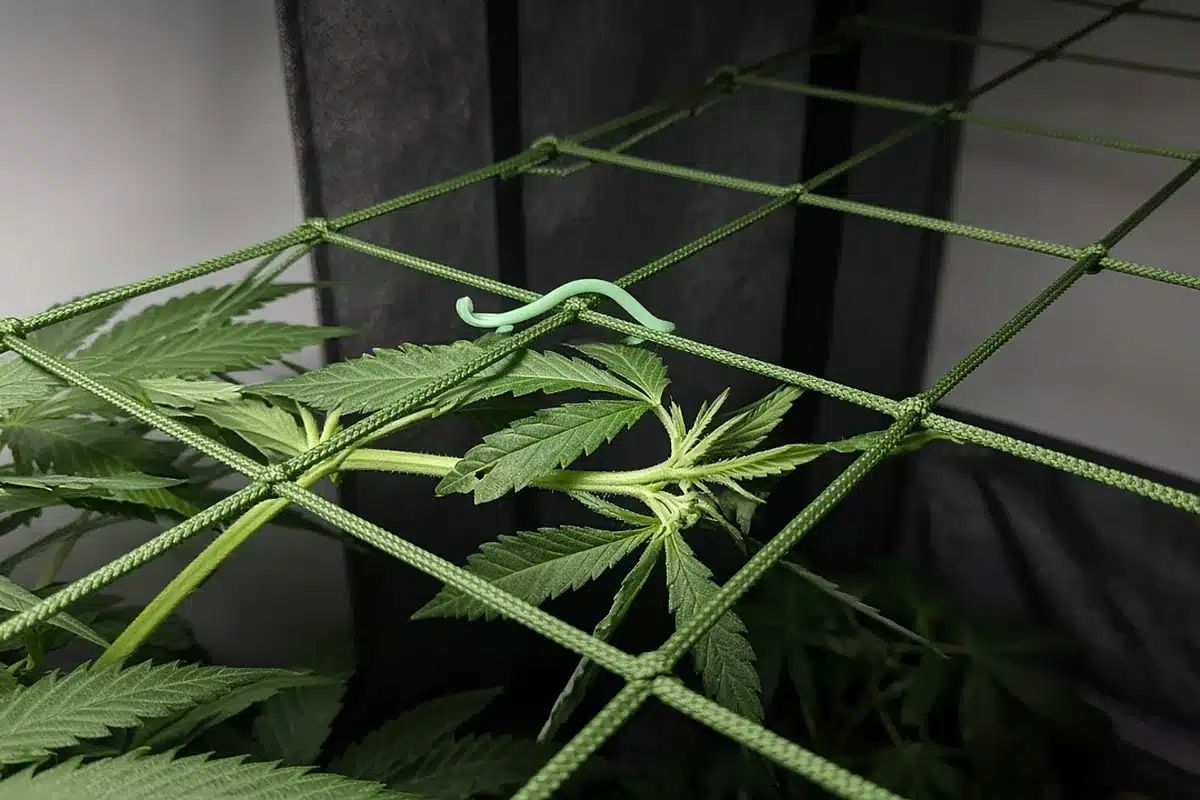 Cannabis branch tucked under a trellis net