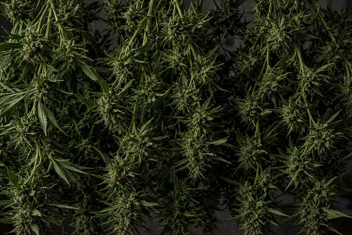 Whole cannabis branches hanging close together with leaves on in a dim drying room