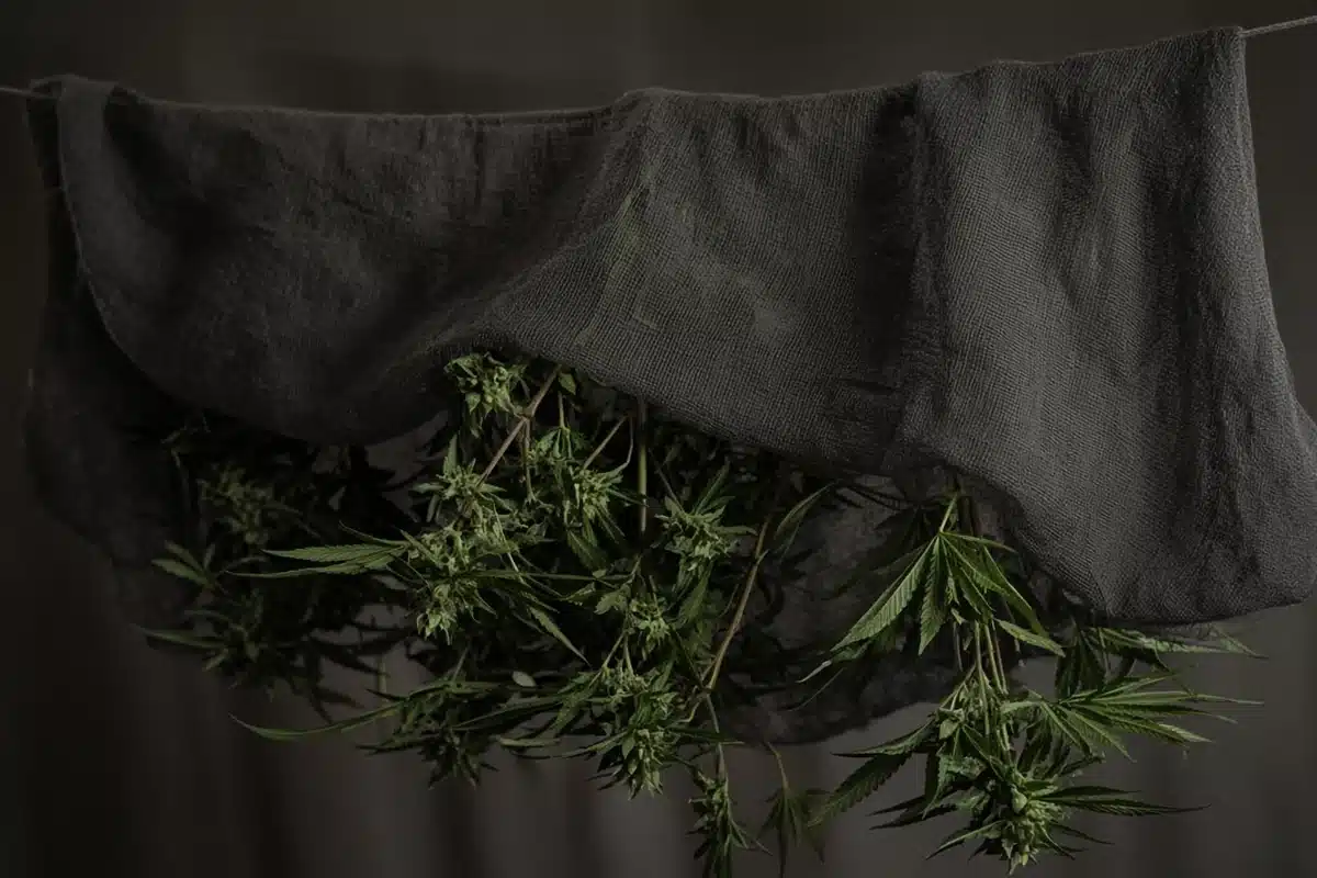 Hanging cannabis branches covered loosely by a dark breathable cloth in a dim room