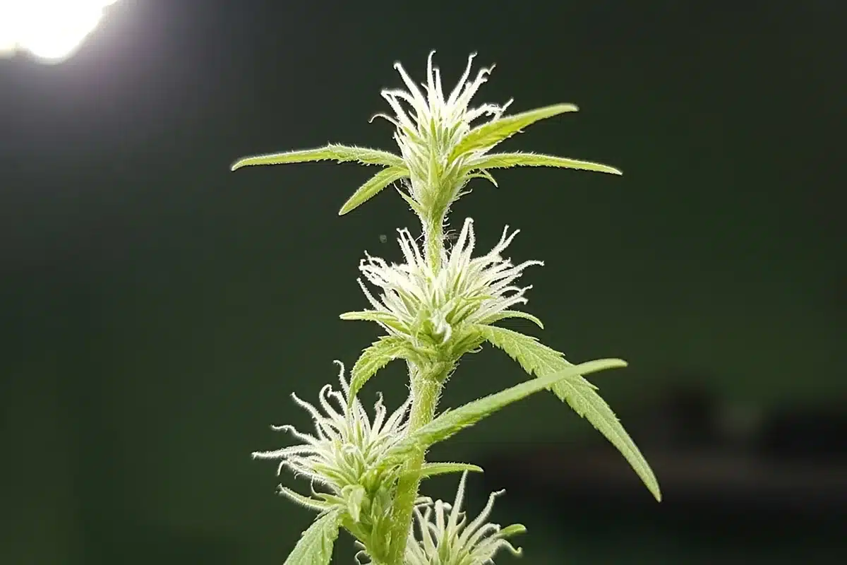 Cannabis bud sites with white pistils