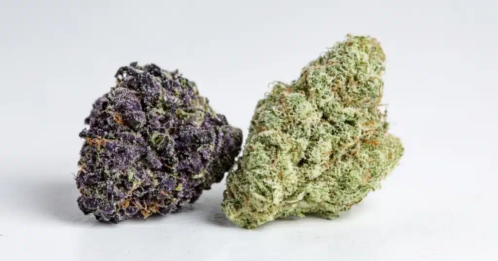 Close view of two cannabis buds of different colors side by side on a white surface