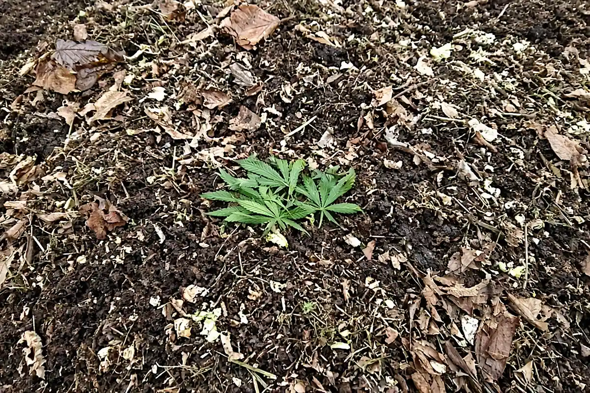 Cannabis fan leaves on a garden compost pile