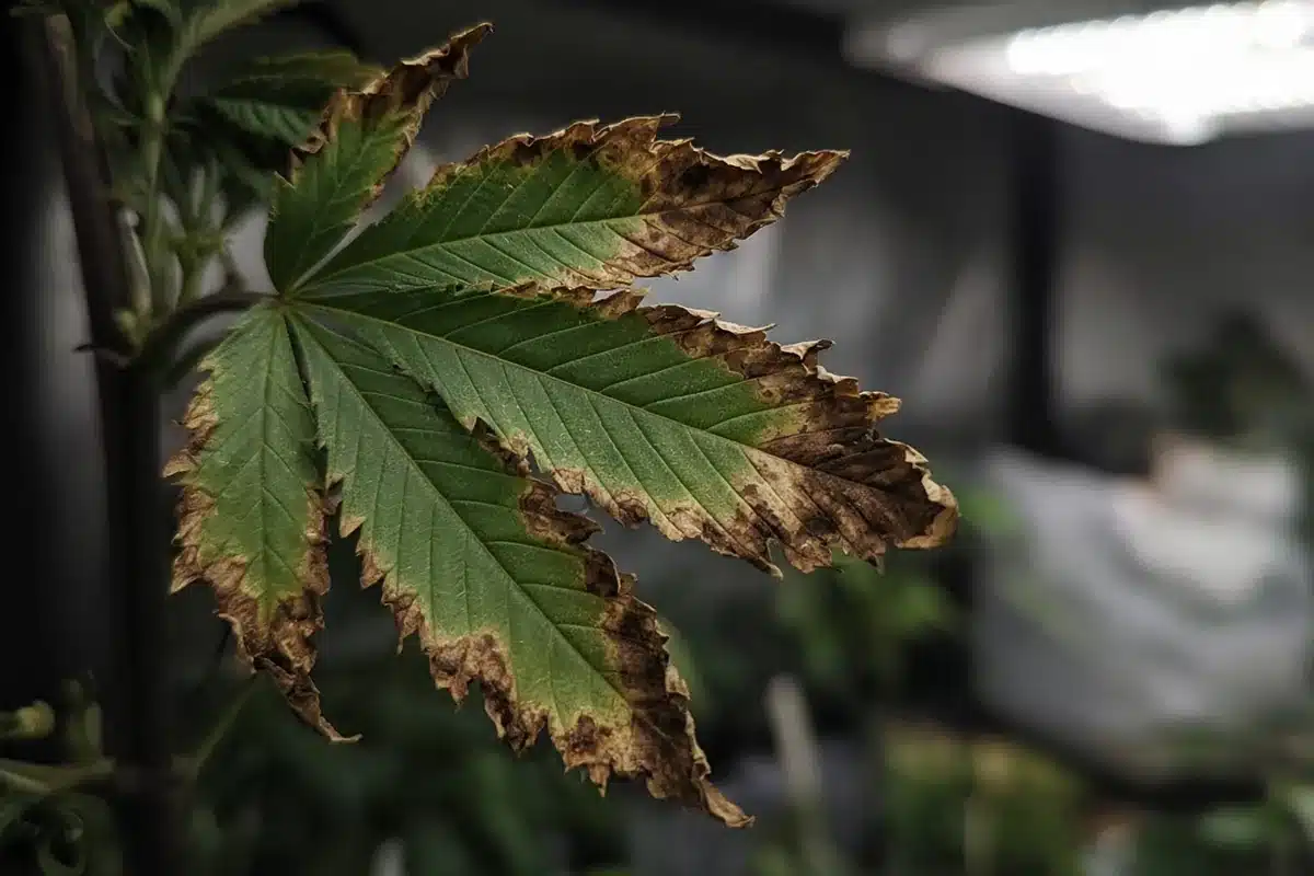 Cannabis leaf with brown, burnt edges from salt stress