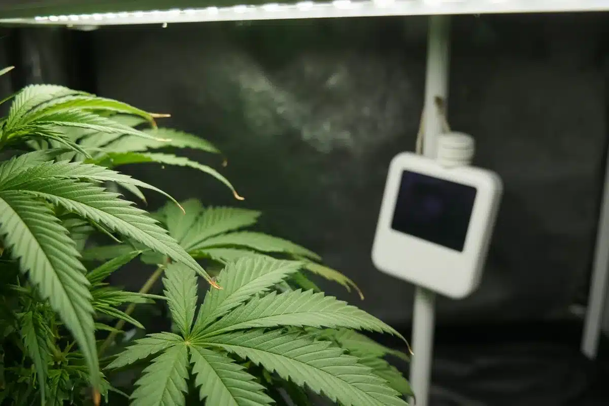 Cannabis leaves under grow lights with a hygrometer nearby