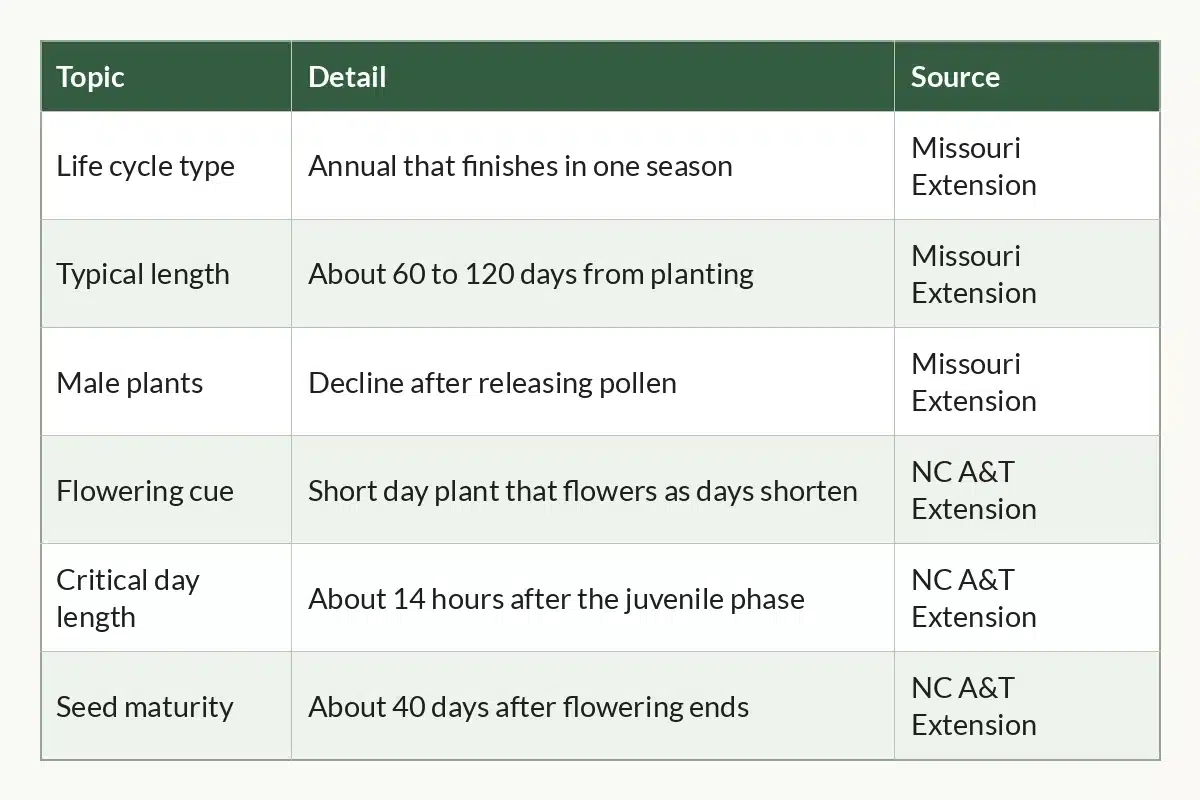 Table graphic of Cannabis Life Span at a Glance for cannabis growers, 6 rows by 3 columns