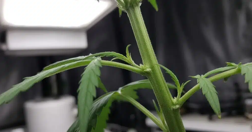 Close view of a cannabis stem showing evenly spaced nodes with branches and leaves