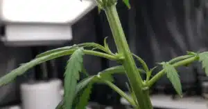 Close view of a cannabis stem showing evenly spaced nodes with branches and leaves