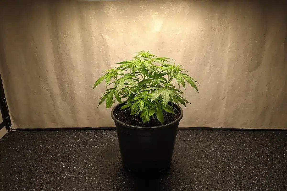 Cannabis plant under warm white grow light