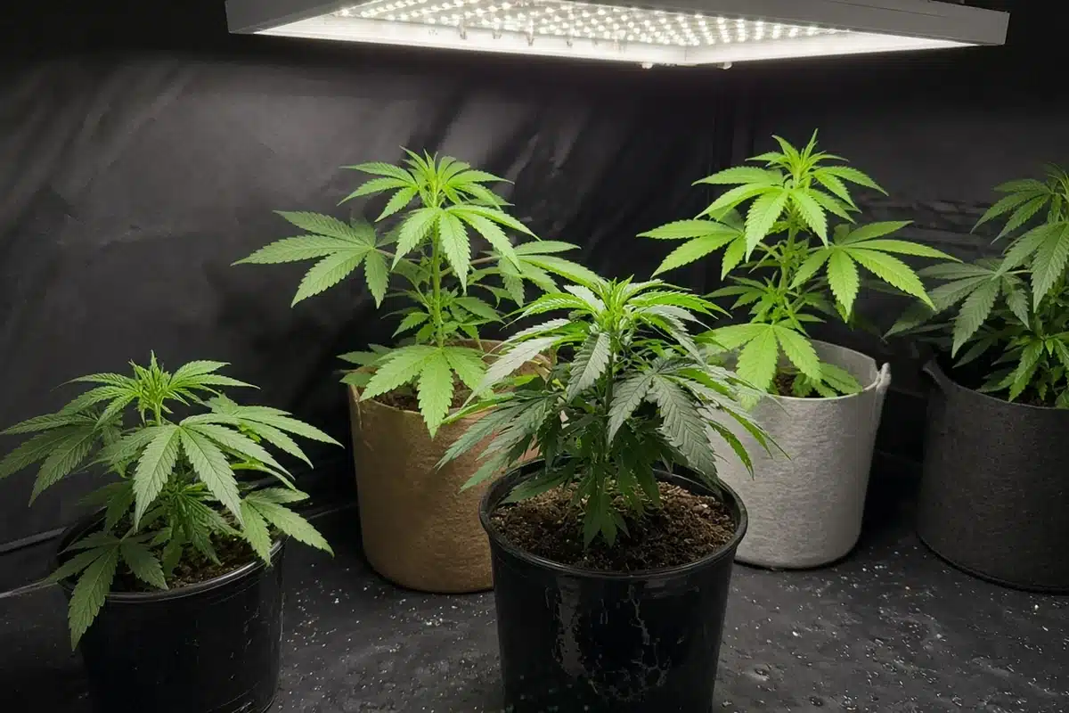 Several cannabis plants of near-identical shape in mixed pots in a grow tent, heights slightly uneven