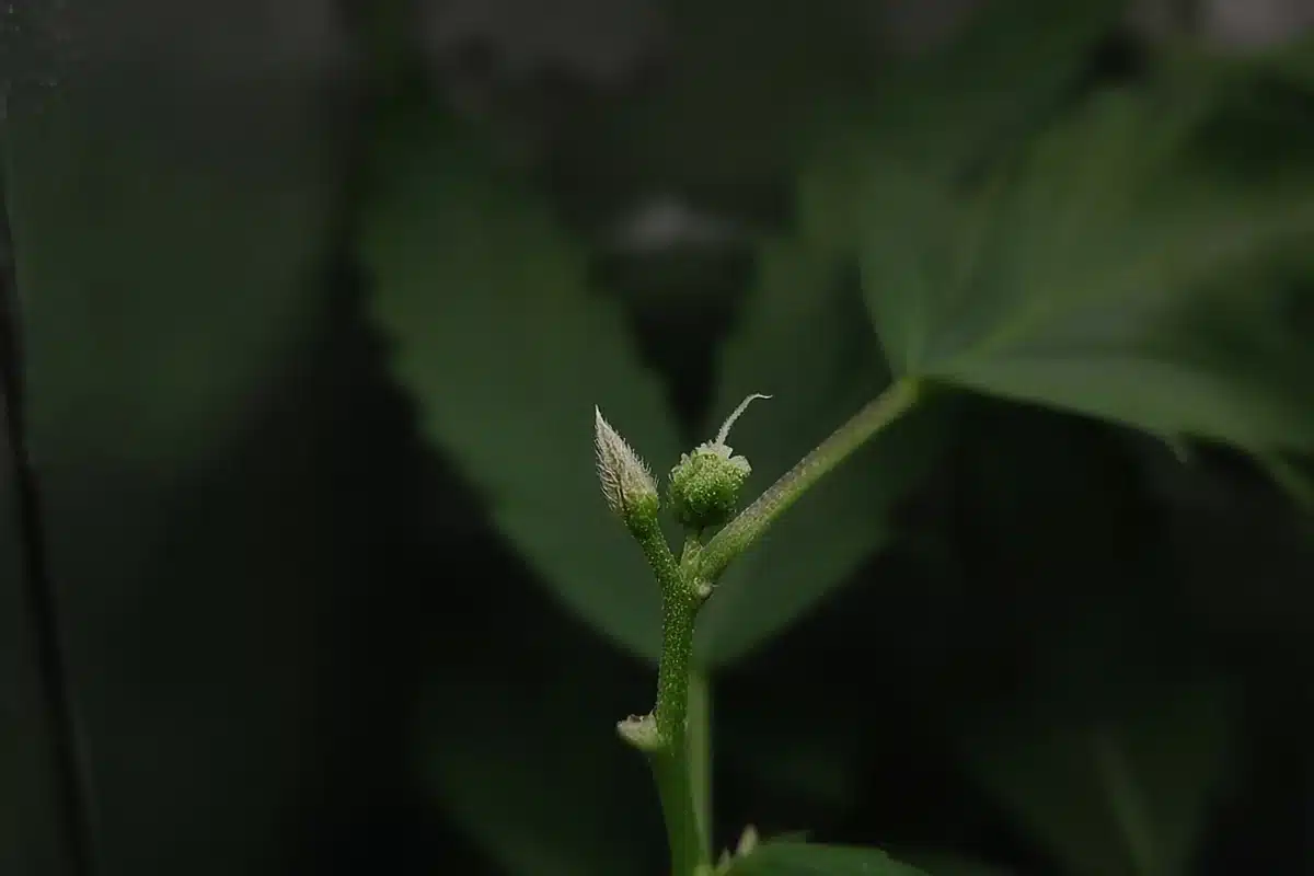 Cannabis pre-flower at a stem node, close up