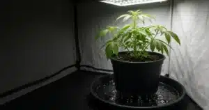 A potted cannabis plant on a black tray with water draining from the base of the pot inside a grow tent
