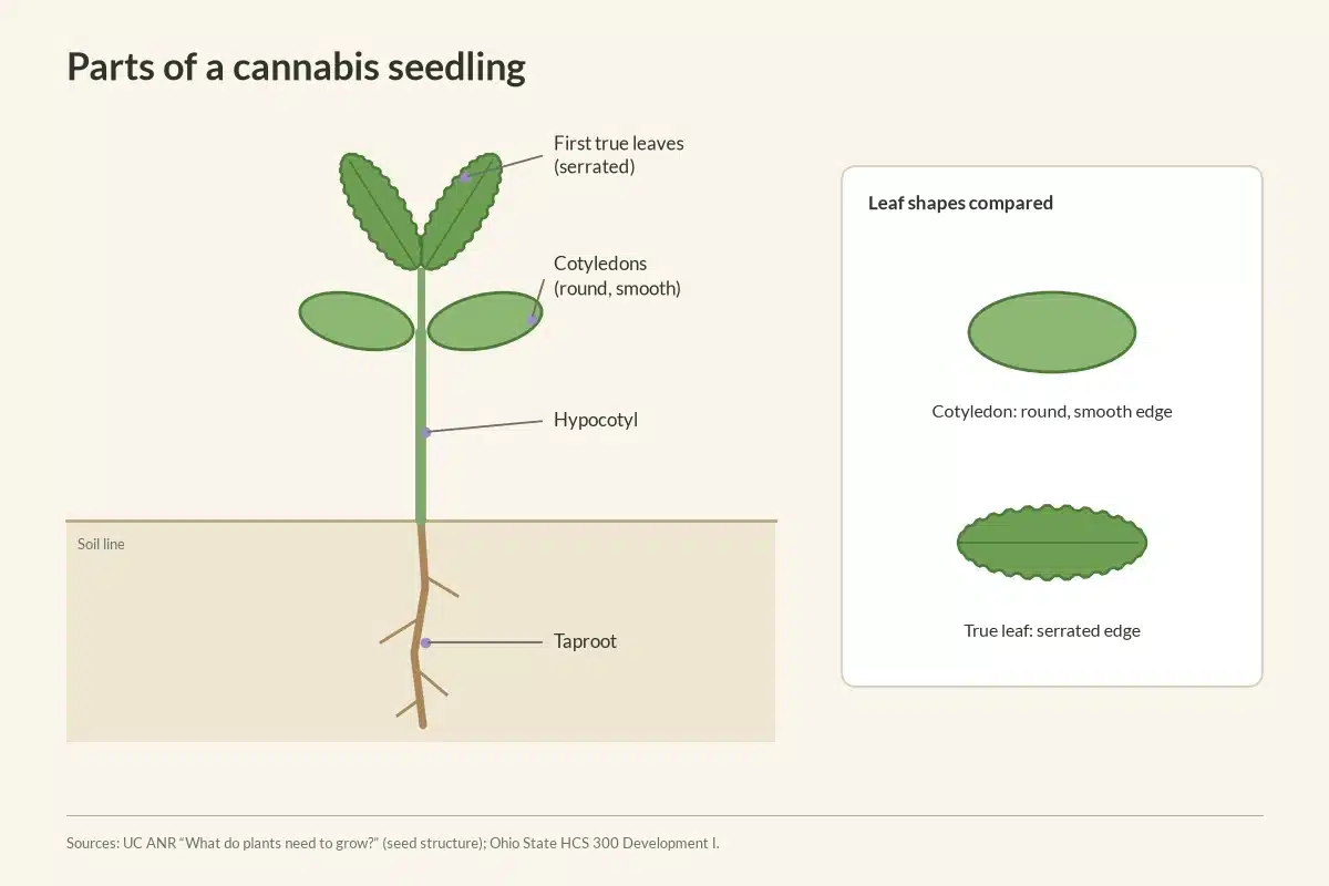 Labelled diagram of cannabis seedling parts, including cotyledons and true leaves.