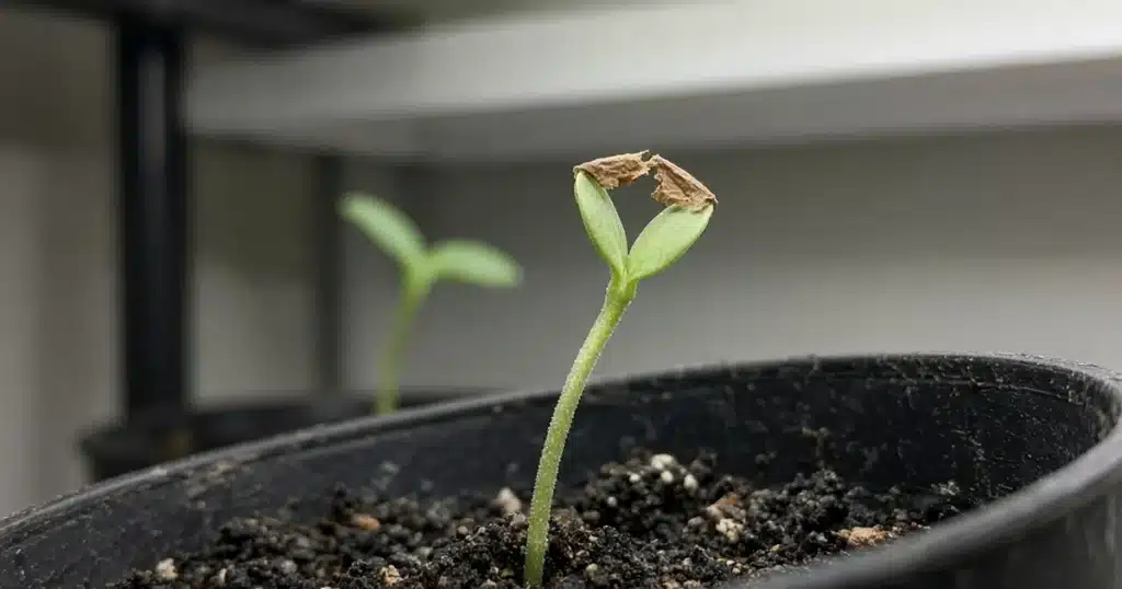 Seedling with a brown husk on its leaves, seen from the side