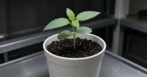 Side view of a cannabis seedling with its first pair of single-blade serrated leaves fully open and a tiny three-blade pair starting above them