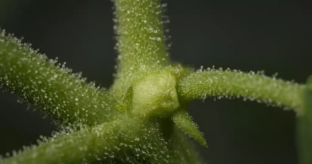 Close view of a green cannabis stem node with small resin glands under grow light