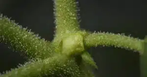 Close view of a green cannabis stem node with small resin glands under grow light