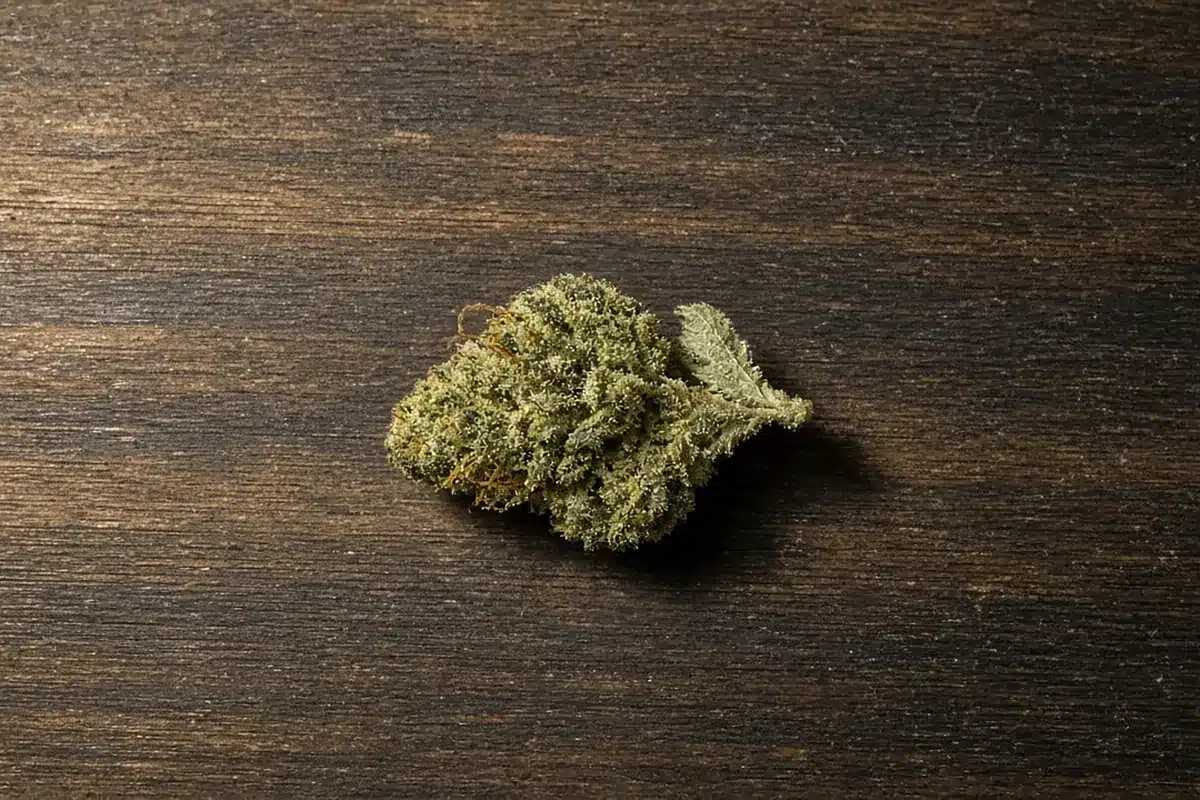 Cannabis trichomes on a sugar leaf