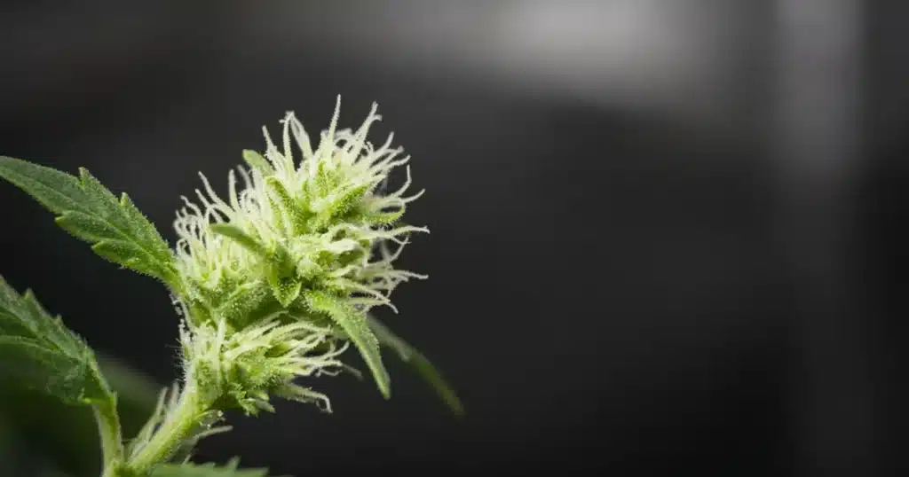 Young cannabis bud with milky trichomes in early flower