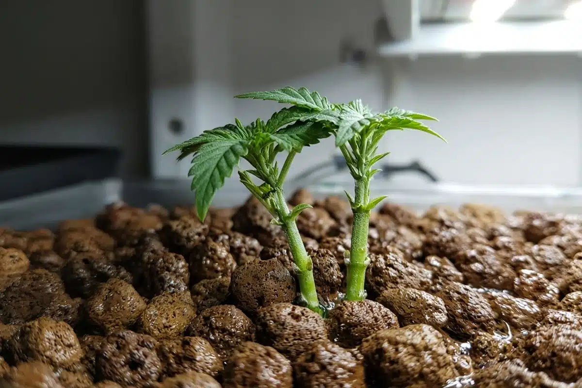 Close view of clay pebble media around cannabis stems in an aquaponic grow bed