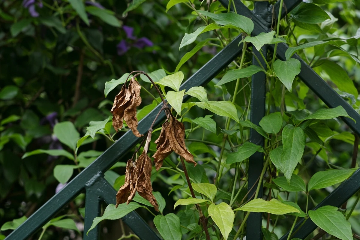 Clematis stem that has collapsed