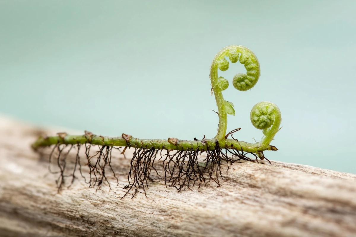 Close view of a creeping fern rhizome with fine roots