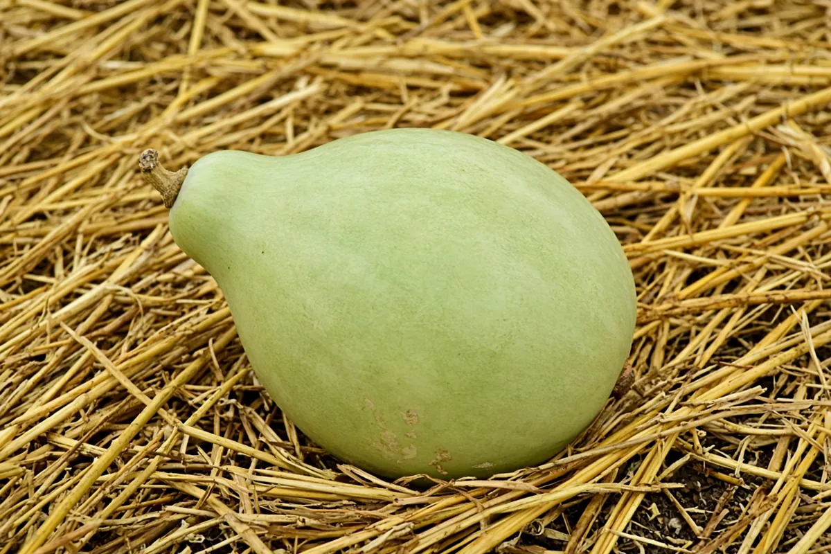 Close view of a gourd resting on dry straw