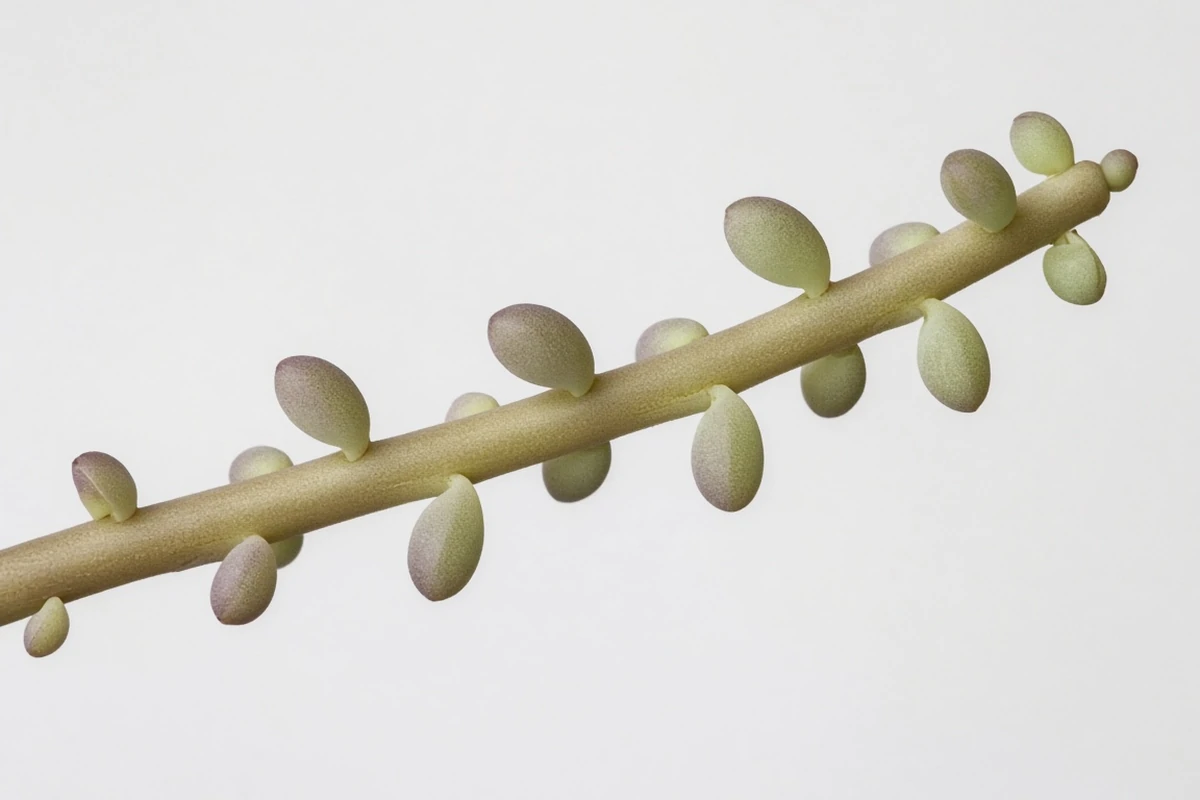 Close view of a leggy stem with spaced leaves