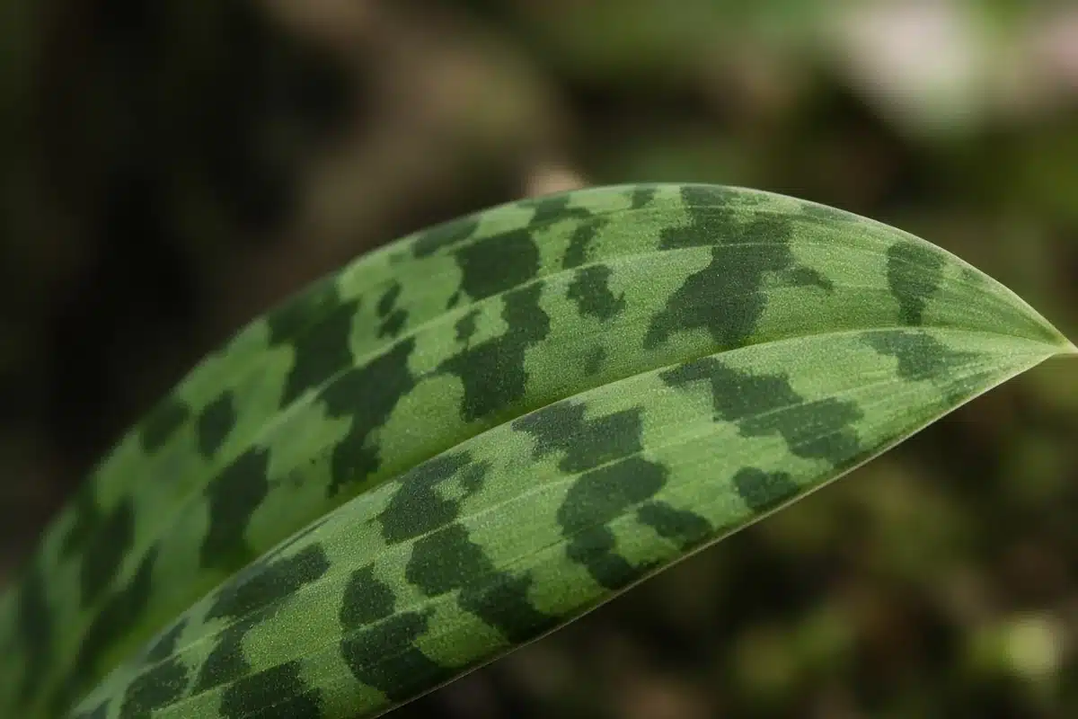 Close view of a mottled slipper orchid leaf
