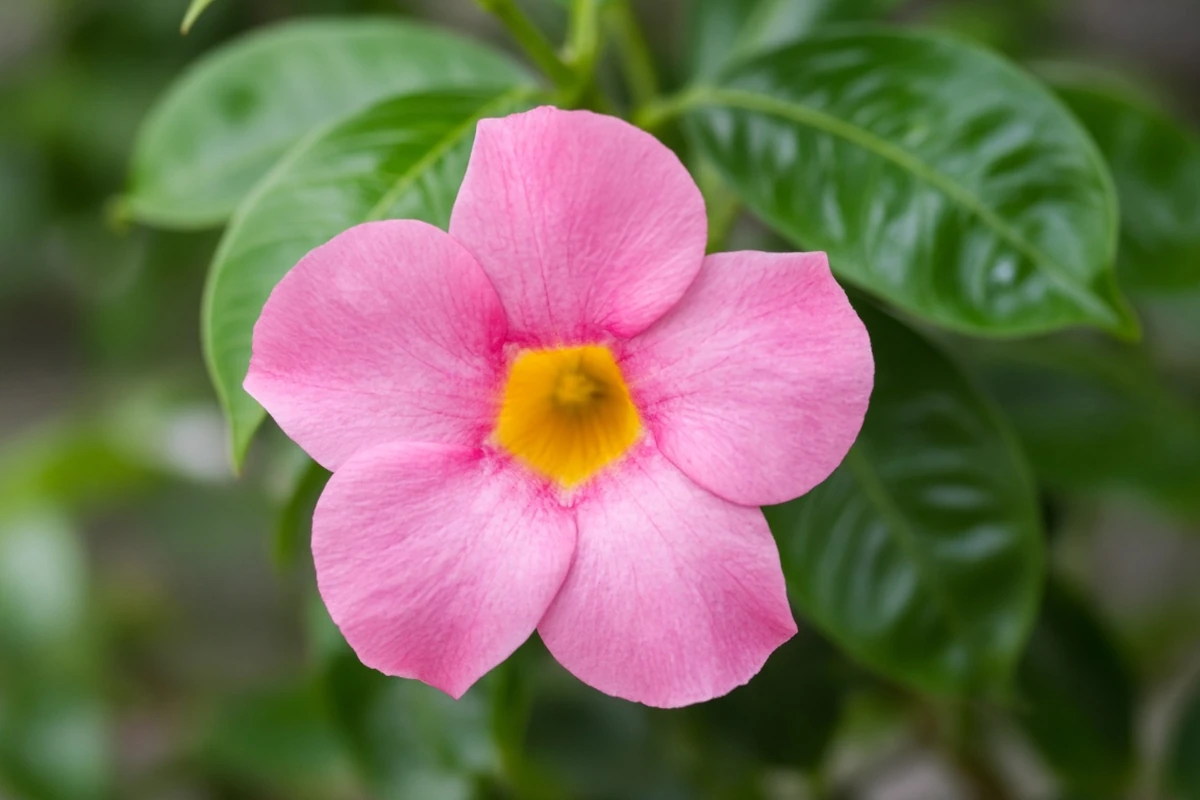 Close view of a pink mandevilla flower