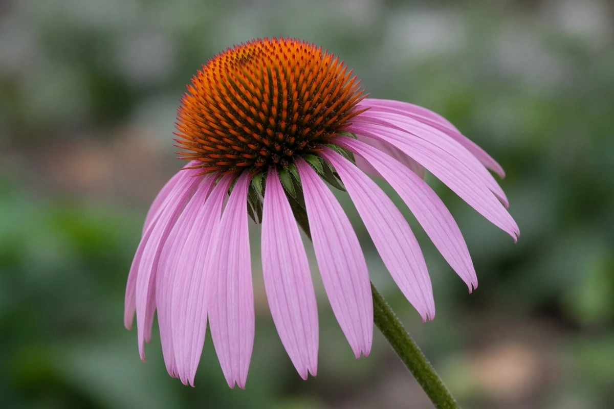Close view of a purple coneflower with drooping petals