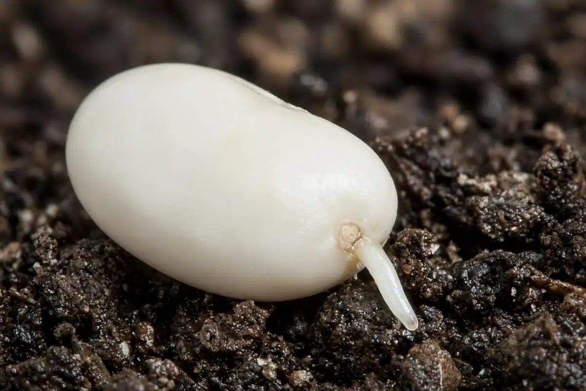 Close view of a root emerging near the seed scar