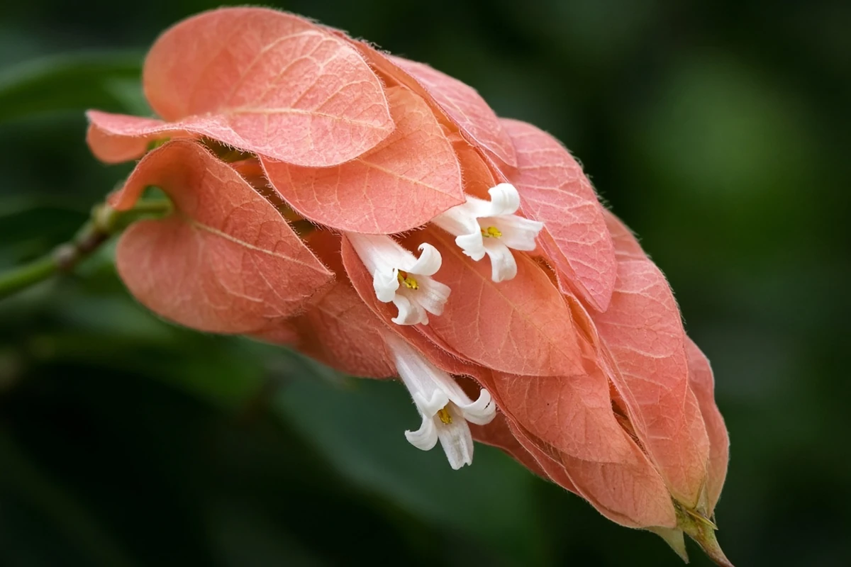 Close view of a shrimp shaped bract cluster