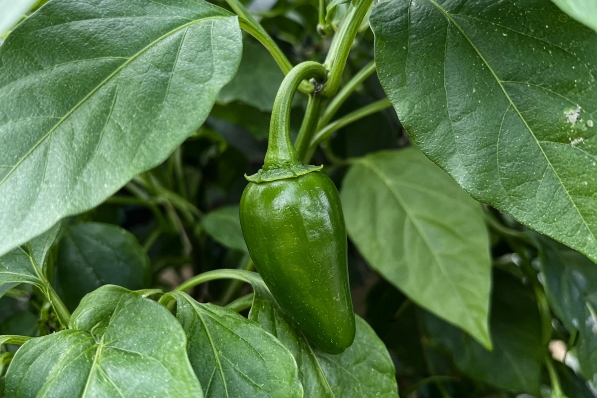 Close view of a small green pepper on the stem