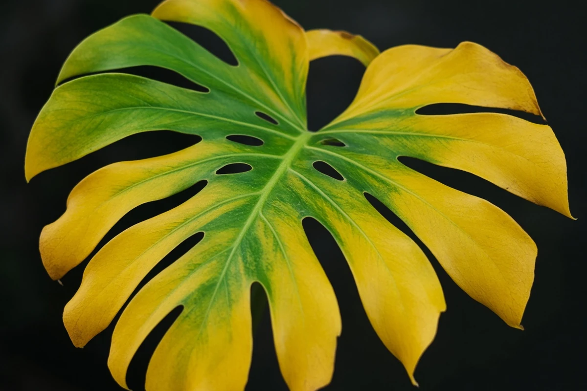 Close view of a split monstera leaf turning yellow