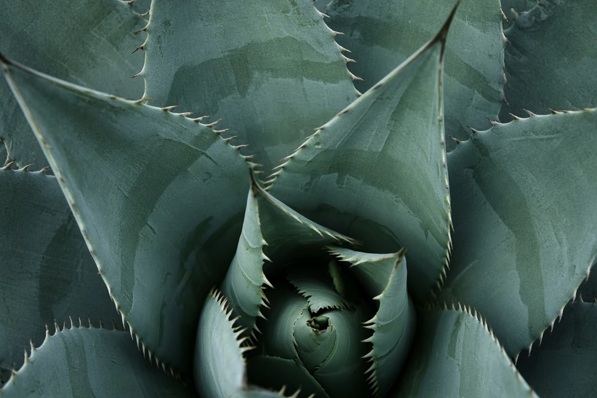 Close view of a tight agave rosette with toothed edges