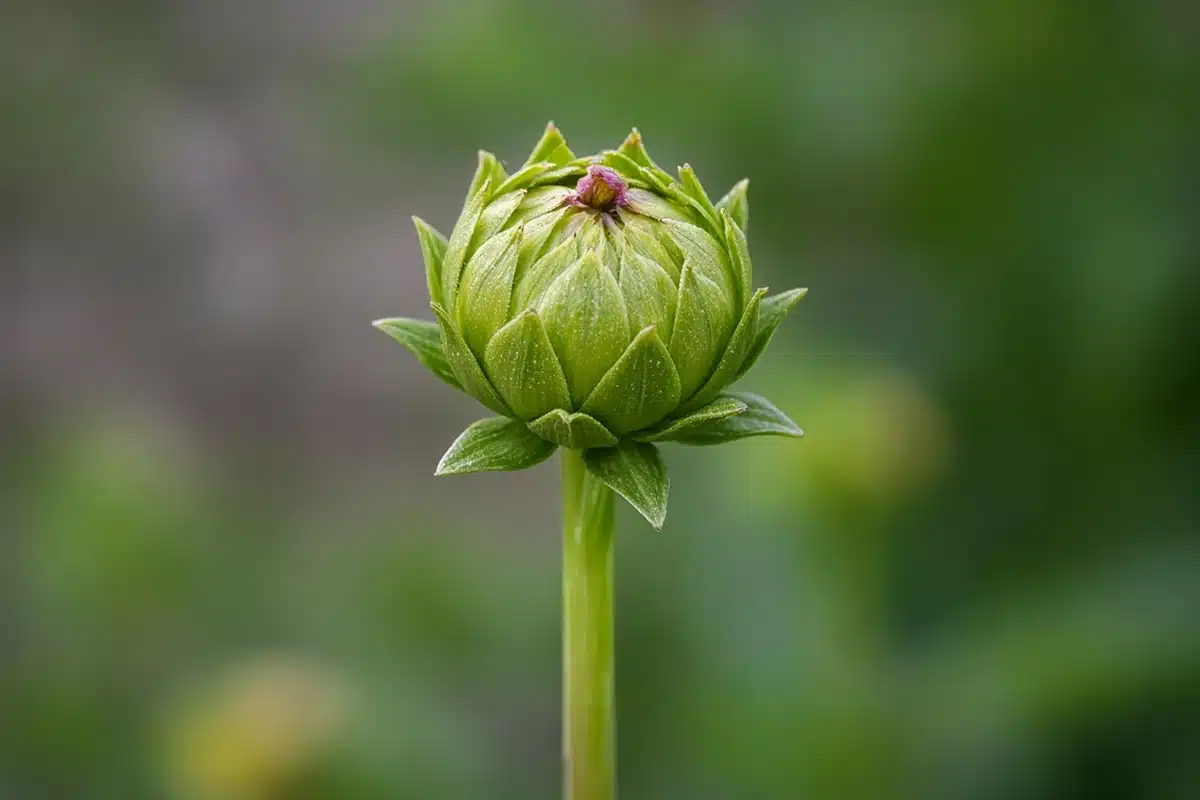 Close view of a tight dahlia bud on a stem