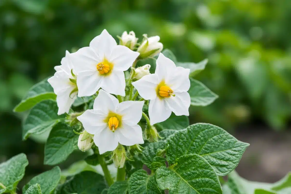 Close view of a white potato blossom on a healthy plant