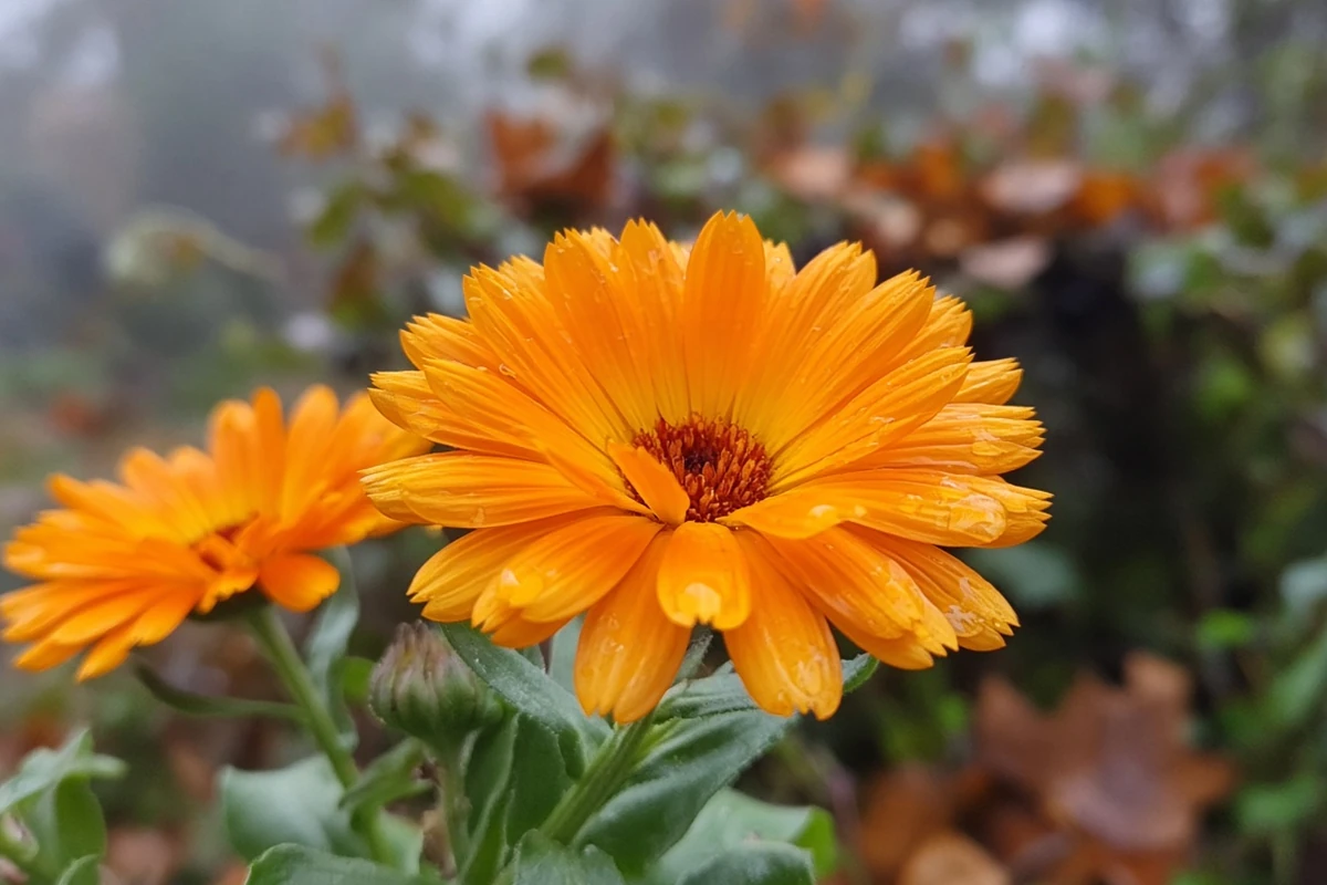 Close view of calendula flowers in cool weather