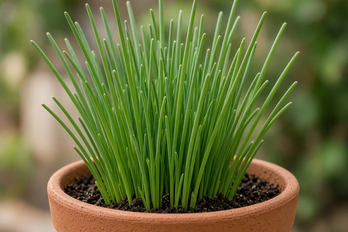 Close view of chives in a clay pot