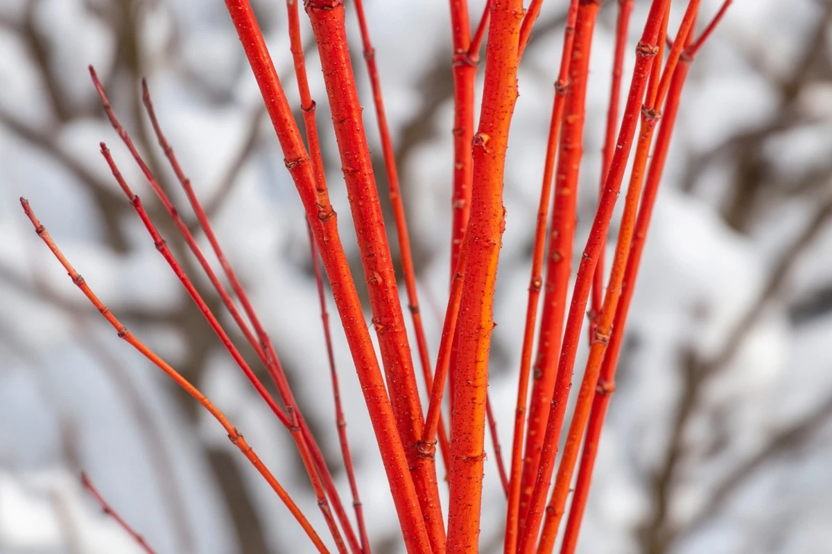 Close view of colorful bark on a specimen shrub